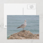 De Lone Seagull (2134) Briefkaart (Voorkant / Achterkant)