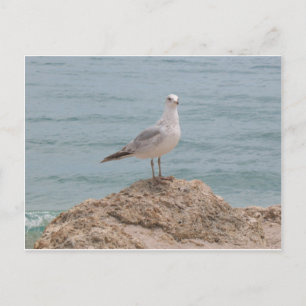 De Lone Seagull (2134) Briefkaart