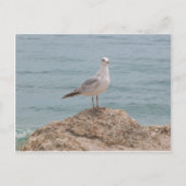 De Lone Seagull (2134) Briefkaart (Voorkant)