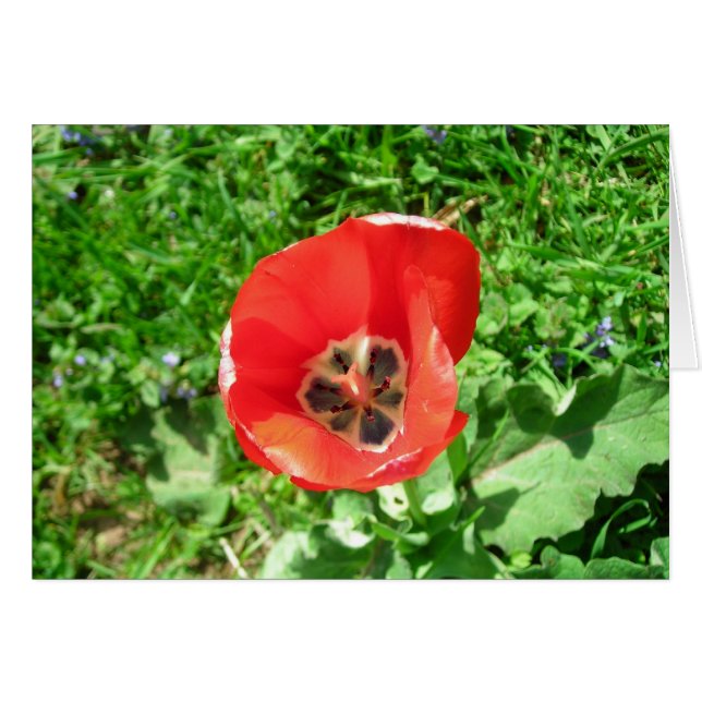 De Lone Tulip (Voorkant Horizontaal)