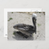 De Lonely Pelican Briefkaart (Voorkant / Achterkant)