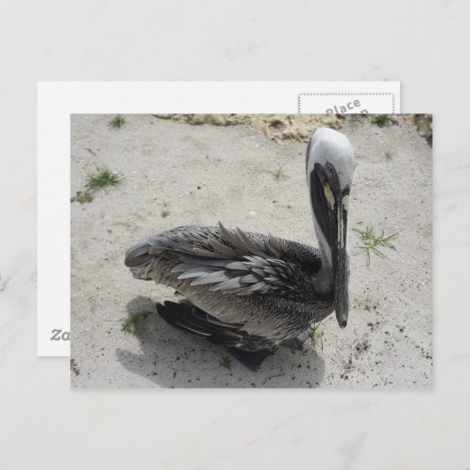 De Lonely Pelican Briefkaart (Voorkant / Achterkant)