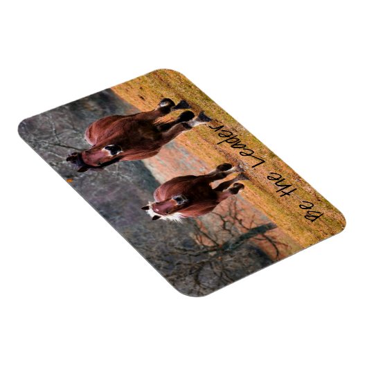 De looppaarden zijn de leider magneet (Rechterzijde)