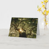 De Luifel Sunstar van de Boom van Banyan Kaart (Gele Bloem)