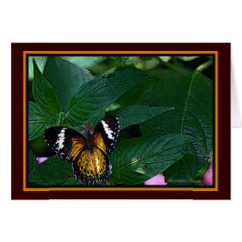 De luipaard (Cethosia cyane): Vlinder