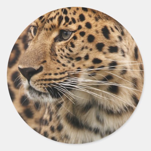 De luipaard ronde sticker (Voorkant)