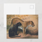De luipaard van Joseph Wolf Briefkaart (Voorkant / Achterkant)
