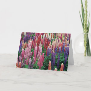 De lupine bloeit Leeg Wenskaart Bedankkaart
