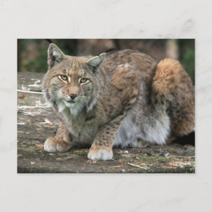 De Lynx-foto Briefkaart