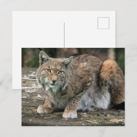De Lynx-foto Briefkaart (Voorkant / Achterkant)