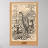 De Lyre-vogel Poster (Voorkant)