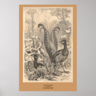 De Lyre-vogel Poster