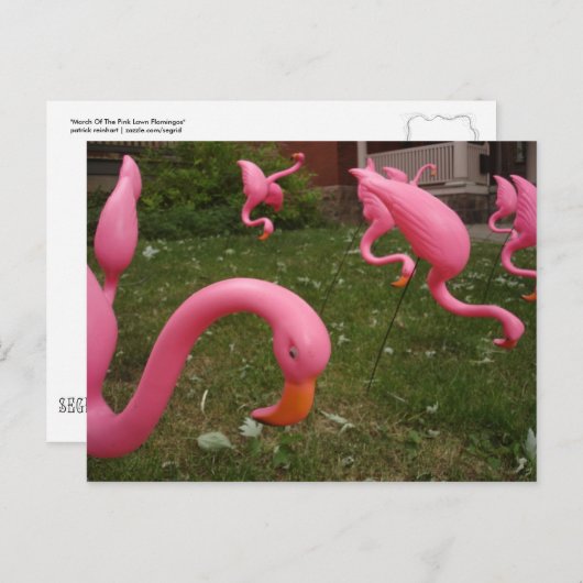 De maart van het roze Briefkaart Flamingos (Voorkant / Achterkant)