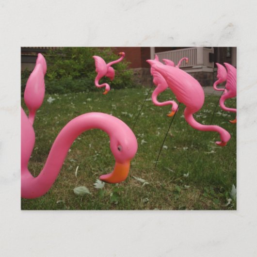 De maart van het roze Briefkaart Flamingos (Voorkant)