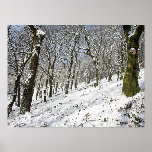De macclesfield Forest winter Card Canvas afdrukke Poster (Voorkant)