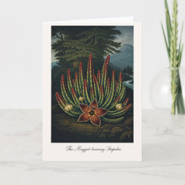 De Made-Dragende Stapelia — Moderne Botanische Rei Kaart