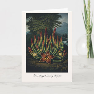 De Made-Dragende Stapelia — Moderne Botanische Rei Kaart