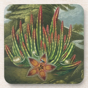 De Maggot-Bearing Stapelia, gegraveerd door Stadle Drankjes Onderzetter