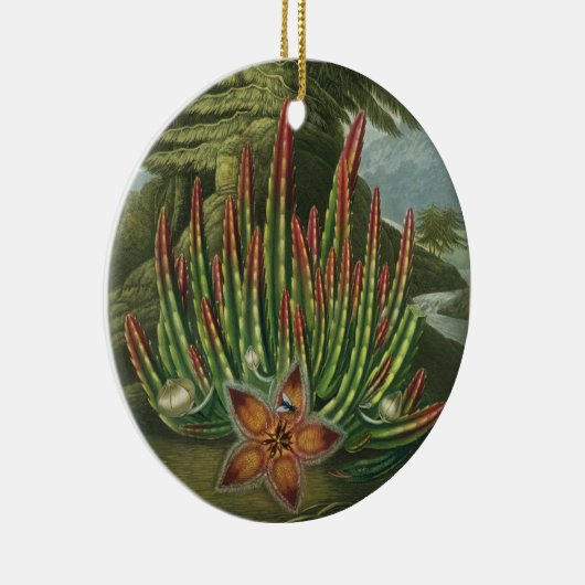 De Maggot-Bearing Stapelia, gegraveerd door Stadle Keramisch Ornament (Rechts)