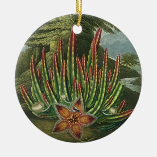 De Maggot-Bearing Stapelia, gegraveerd door Stadle Keramisch Ornament (Voorkant)