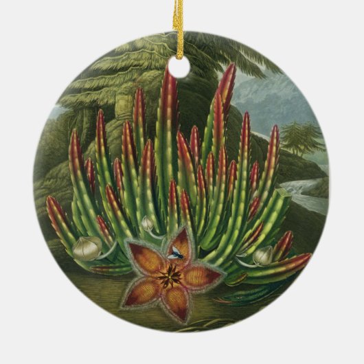 De Maggot-Bearing Stapelia, gegraveerd door Stadle Keramisch Ornament (Achterkant)