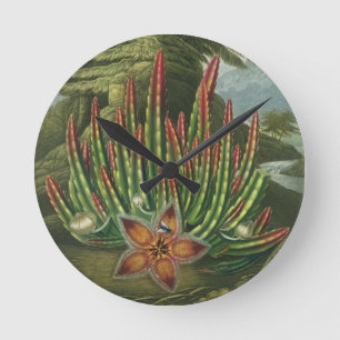 De Maggot-Bearing Stapelia, gegraveerd door Stadle Ronde Klok