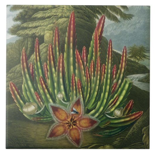 De Maggot-Bearing Stapelia, gegraveerd door Stadle Tegeltje (Voorkant)