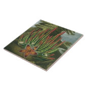 De Maggot-Bearing Stapelia, gegraveerd door Stadle Tegeltje (Zijkant)