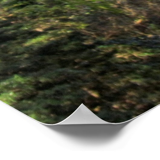 De Magische Bosrust Poster (Hoek)