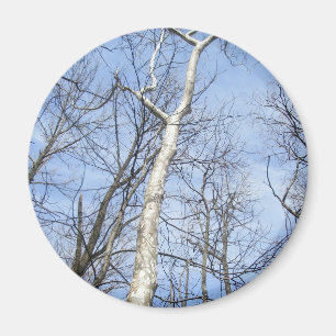 De Magneet van de Boom van de sycomoor
