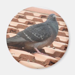 De Magneet van de Duif van het dak