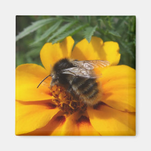 De Magneet van de hommel