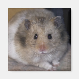 De Magneet van Hammie