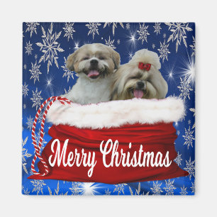De Magneet van Kerstmis van tzu van Shih