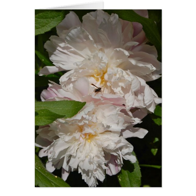 De Maidens (Voorkant)