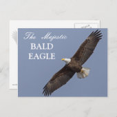 De Majestic Bald Eagle Briefkaart (Voorkant / Achterkant)