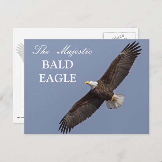 De Majestic Bald Eagle Briefkaart (Voorkant / Achterkant)