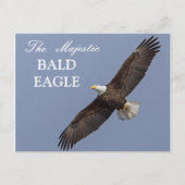 De Majestic Bald Eagle Briefkaart (Voorkant)