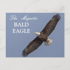 De Majestic Bald Eagle Briefkaart