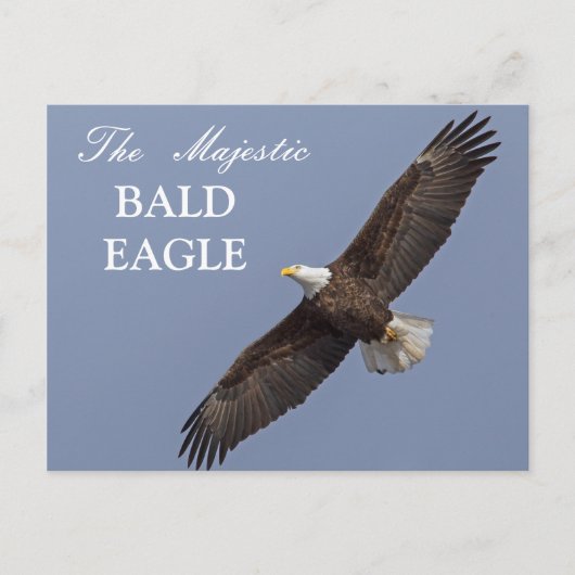 De Majestic Bald Eagle Briefkaart (Voorkant)