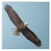 De Majestic Bald Eagle Tegeltje (Voorkant)