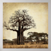 DE MAJESTISCHE BAOBAB TREE VAN AFRIKA POSTER (Voorkant)