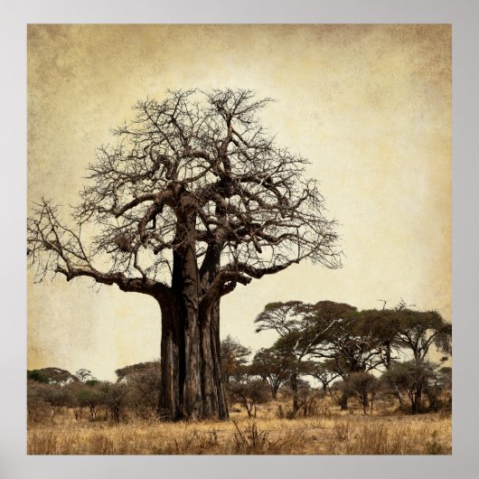 DE MAJESTISCHE BAOBAB TREE VAN AFRIKA POSTER (Voorkant)