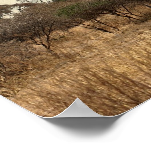 DE MAJESTISCHE BAOBAB TREE VAN AFRIKA POSTER (Hoek)