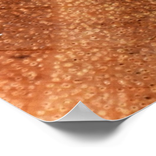 De mal die op het bruine houten oppervlak groeit,  poster (Hoek)