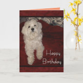 De Maltese "u bent nog enkel Kaart van de (Gele Bloem)