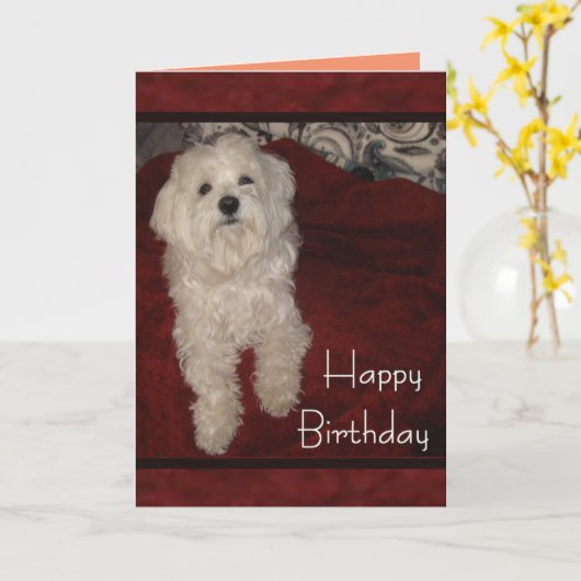 De Maltese "u bent nog enkel Kaart van de (Gele Bloem)