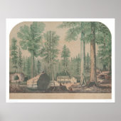 De Mammoth Trees van Californië (1191) Poster (Voorkant)