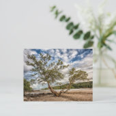 De mangrove boom briefkaart (Staand voorkant)