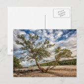 De mangrove boom briefkaart (Voorkant / Achterkant)
